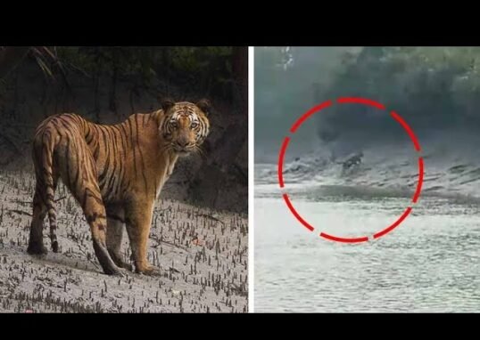 Bengal Tiger Sighting
